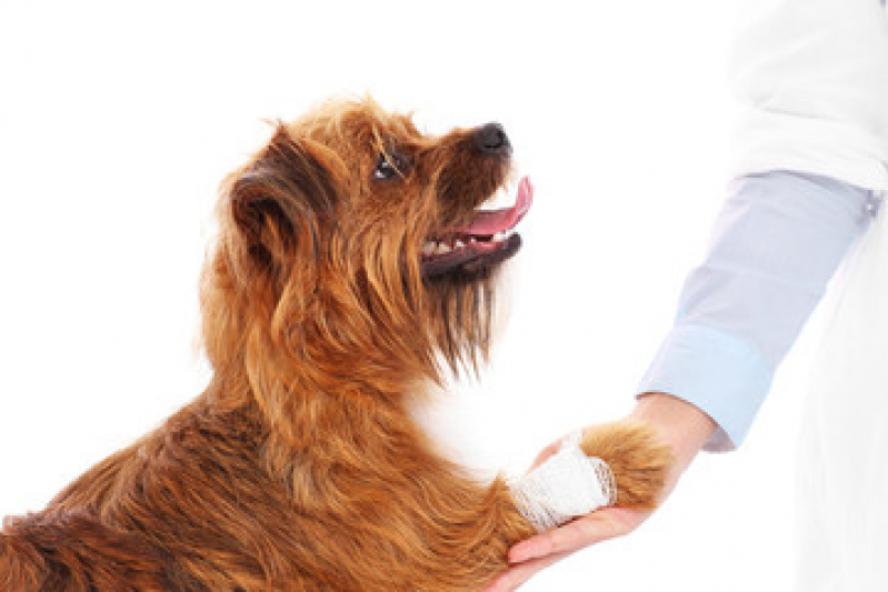 Cirurgia para Retirar Tumor de Cachorro Indianópolis - Cirurgia de Cachorro