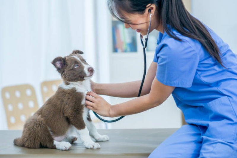 Clínica Veterinária Especializada em Cardiologia Contato Cerqueira César - Clínica Veterinária para Cachorro