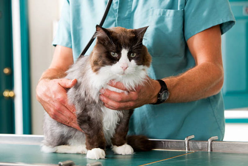 Clínica Veterinária Especializada em Nutrição Contato Real Parque - Clínica Veterinária para Gato