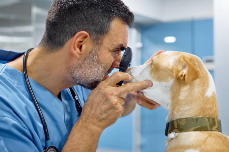 Clínica Veterinária Oftalmológica Contato Santa Cruz - Clínica Veterinária para Cachorro