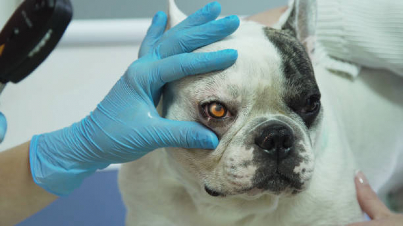 Clínica Veterinária Oftalmológica Heliópolis - Clínica Veterinária para Cachorro