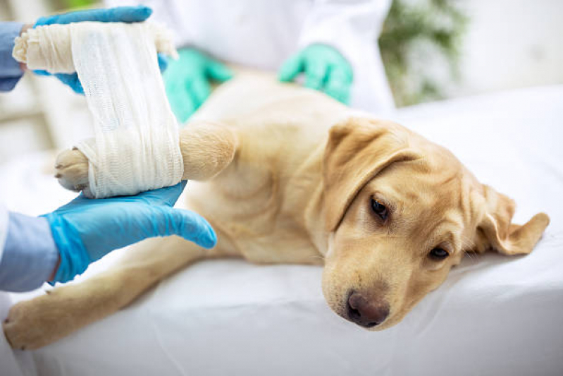 Clínica Veterinária Ortopédica Contato Moema - Clínica Veterinária para Cães