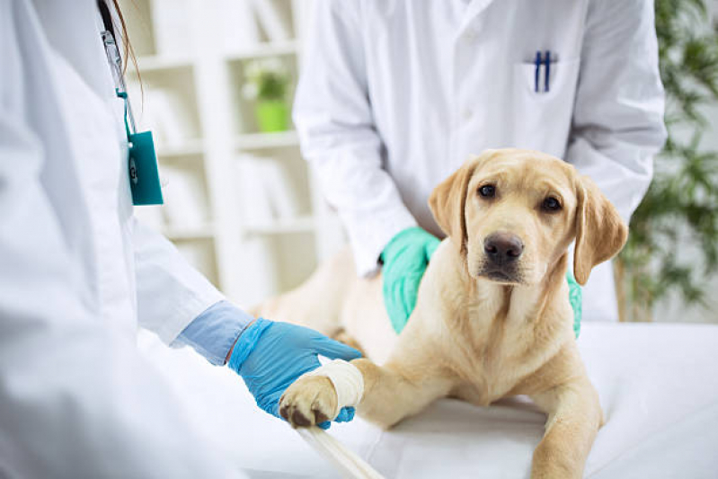 Clínica Veterinária Ortopédica Real Parque - Clínica Veterinária para Cachorro
