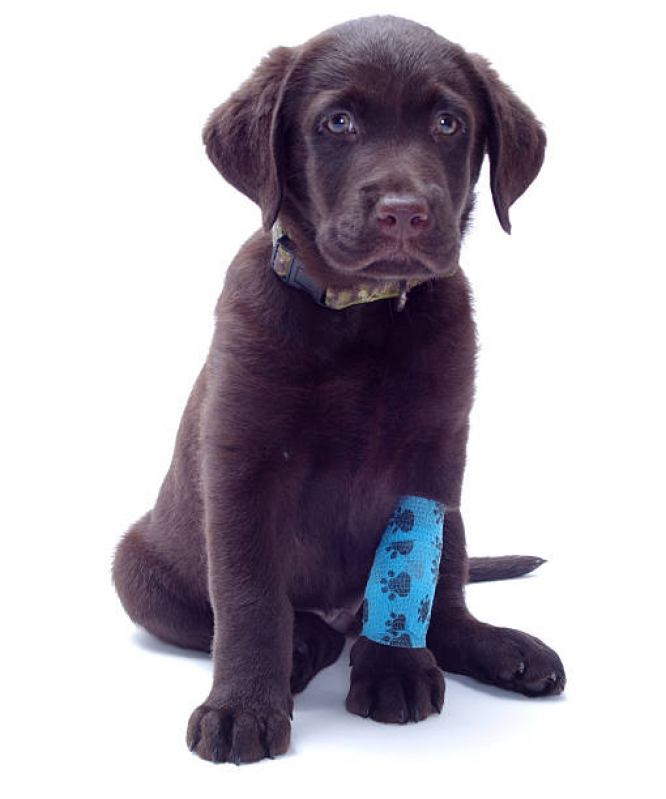 Clínica Veterinária para Cachorro Contato Aeroporto - Clínica Veterinária para Cães