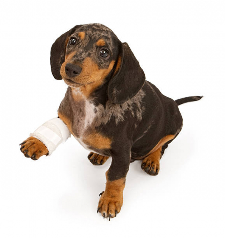 Clínica Veterinária para Cachorro Água Funda - Clínica Veterinária Ortopédica