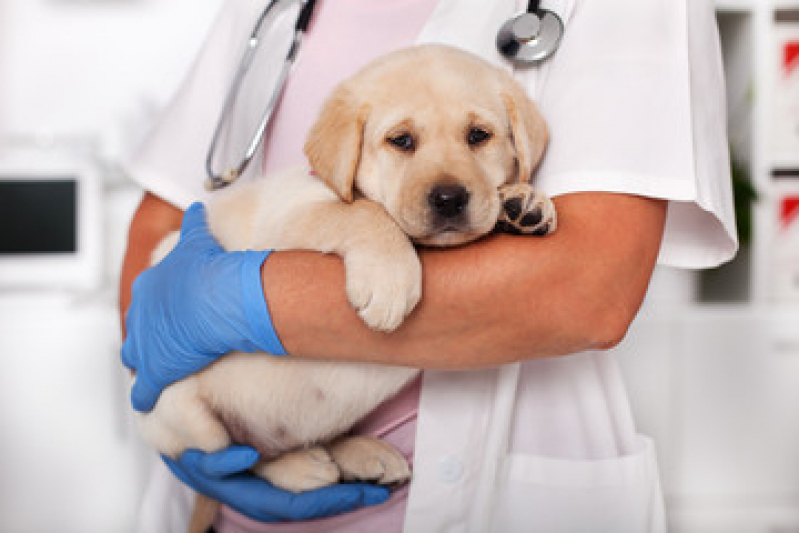 Clínica Veterinária para Cachorros Telefone Santa Cruz - Clínica Veterinária Próxima