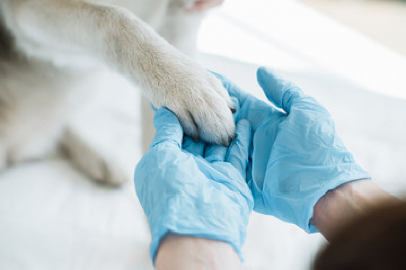 Clínica Veterinária para Cachorros Ipiranga - Clínica Veterinária Próxima