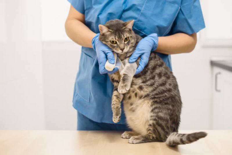 Clínica Veterinária para Cães Contato Jockey Club - Clínica Veterinária para Gatos Idosos
