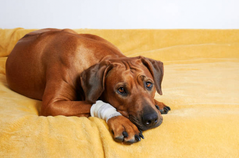 Clínica Veterinária para Cães Idosos Contato Paineiras do Morumbi - Clínica Veterinária Ortopédica