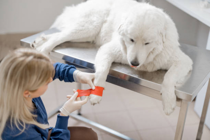 Clínica Veterinária para Cães Idosos Telefone Água Funda - Clínica Veterinária para Cachorro