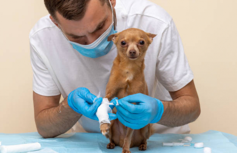 Clínica Veterinária para Cães Cidade Monções - Clínica Veterinária Oftalmológica