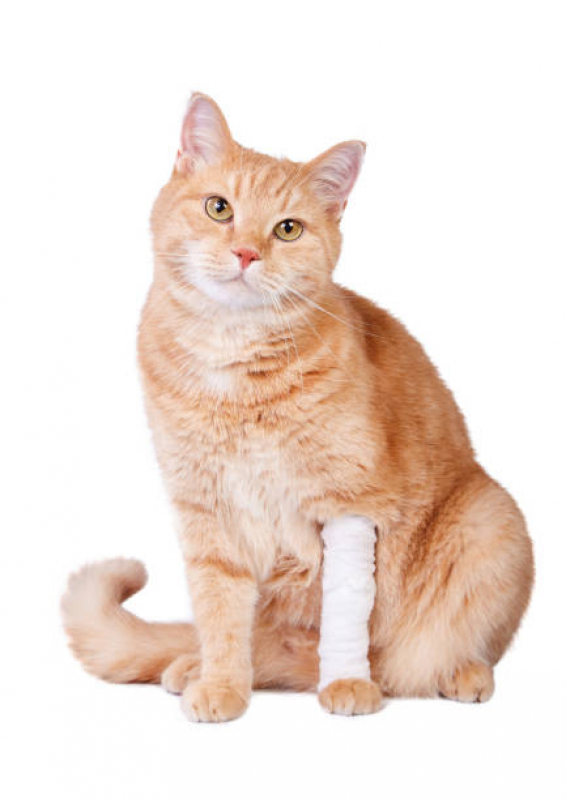 Clínica Veterinária para Gato Contato Pacaembu - Clínica Veterinária Ortopédica