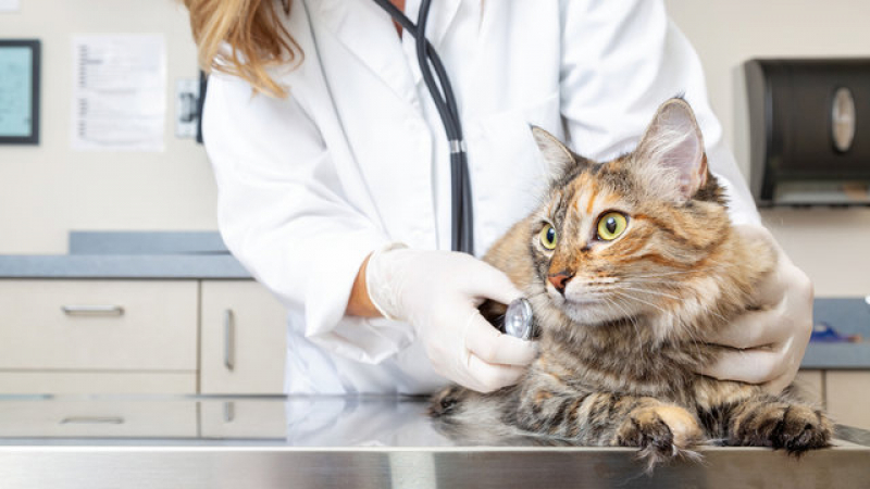 Clínica Veterinária para Gatos Idosos Contato Vila Uberabinha - Clínica Veterinária para Cães