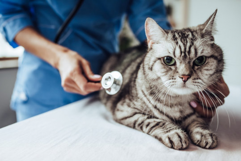 Clínica Veterinária para Gatos Idosos Jardim Morumbi - Clínica Veterinária Especializada em Cardiologia