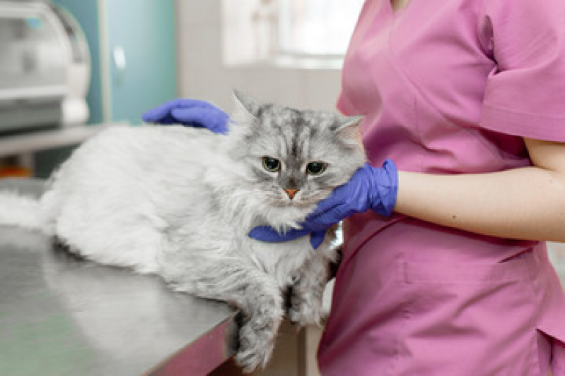 Clínica Veterinária para Gatos Socorro - Clínica Veterinária Próxima
