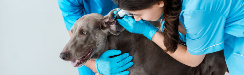 Contato de Clínica Veterinária para Cachorros Água Funda - Clínica Veterinária Próximo de Mim