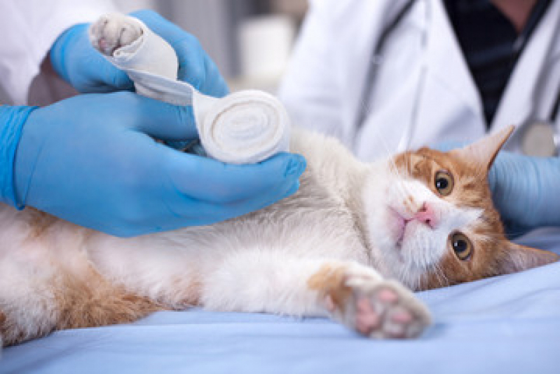 Contato de Clínica Veterinária para Gatos Jockey Club - Clínica Veterinária Próximo de Mim