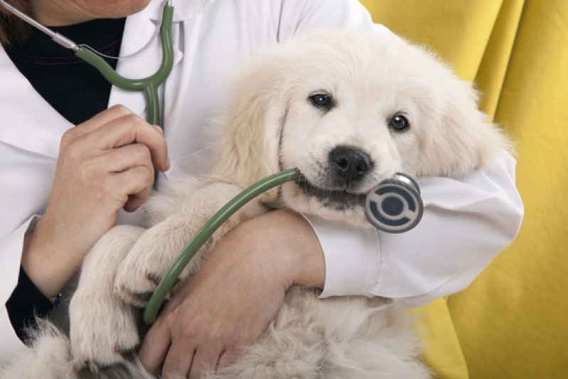 Contato de Dermatologista de Animais Jardim Novo Mundo - Dermatologista para Cachorro