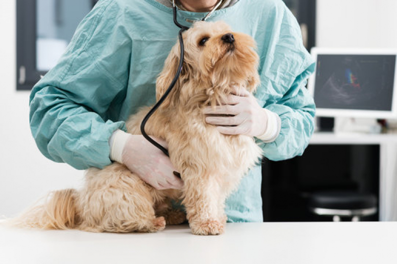 Contato de Dermatologista para Cachorro Ibirapuera - Dermatologista para Pet