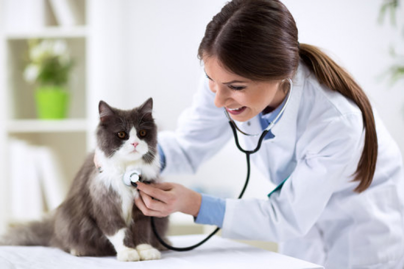 Contato de Dermatologista para Gato Aeroporto - Dermatologista para Gatos
