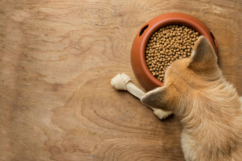 Contato de Nutricionista para Cães e Gatos Jardim Leonor - Nutricionista de Cachorro