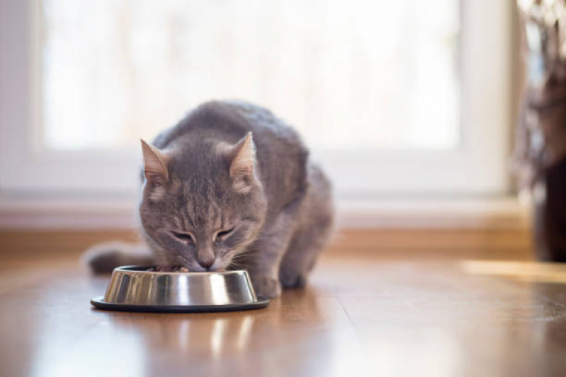 Contato de Nutricionista para Gatos Ipiranga - Nutricionista de Cachorro