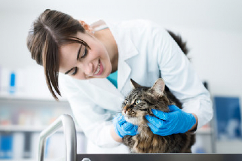 Dermatologista de Animais Telefone Socorro - Dermatologista para Pet