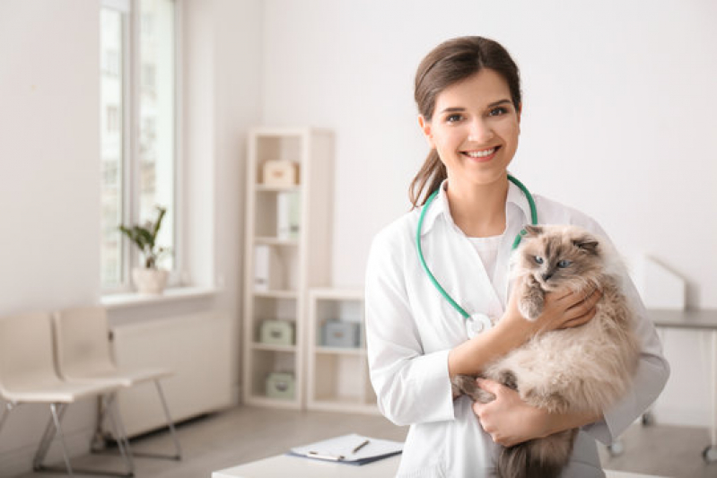 Dermatologista de Gatos Contato Paraíso - Dermatologista para Pet