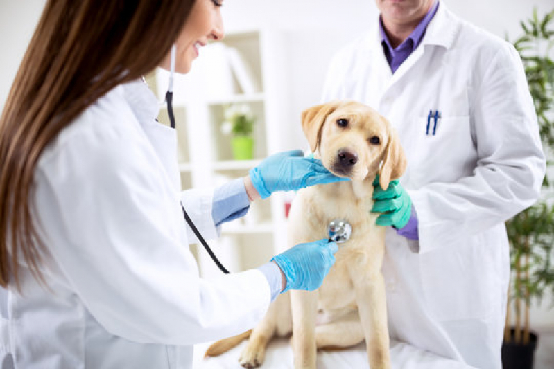 Dermatologista para Animais Aeroporto - Dermatologista para Gatos