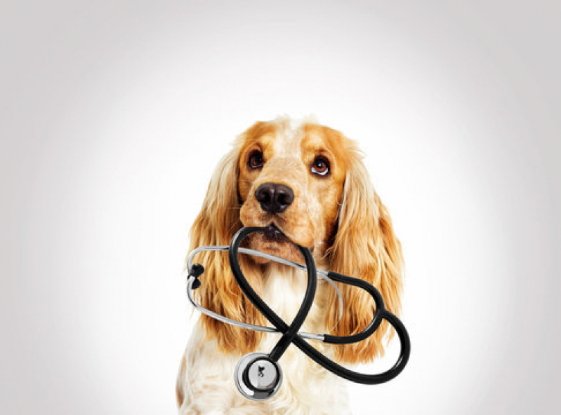 Dermatologista para Cachorros Morumbi - Dermatologista para Pet