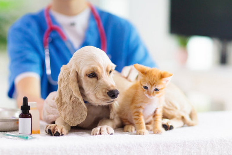 Dermatologista para Cães e Gatos Telefone Santa Cruz - Dermatologista para Pet