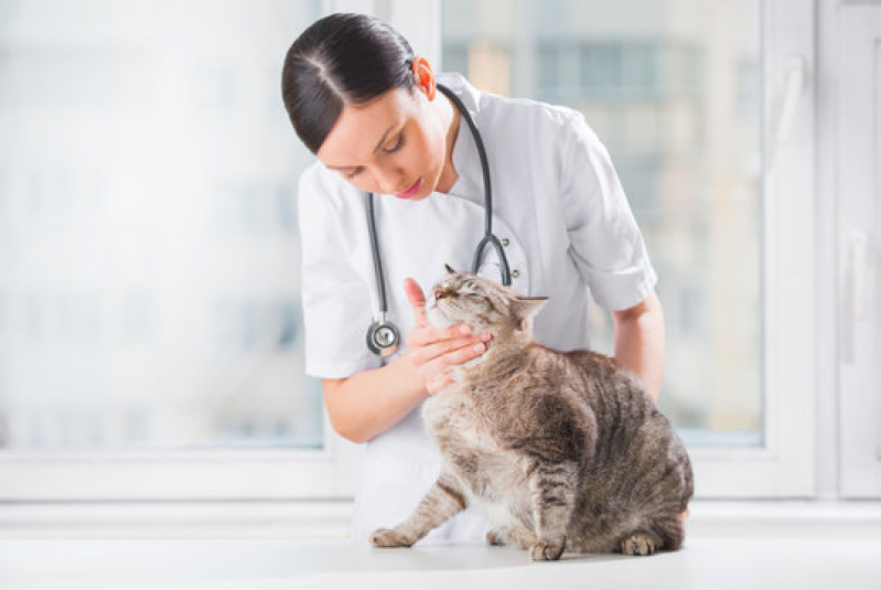 Dermatologista para Gato Alto da Boa Vista - Dermatologista para Pet