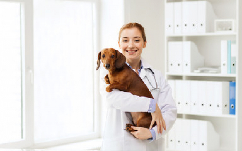 Dermatologista para Pet Jockey Clube - Dermatologista para Pet