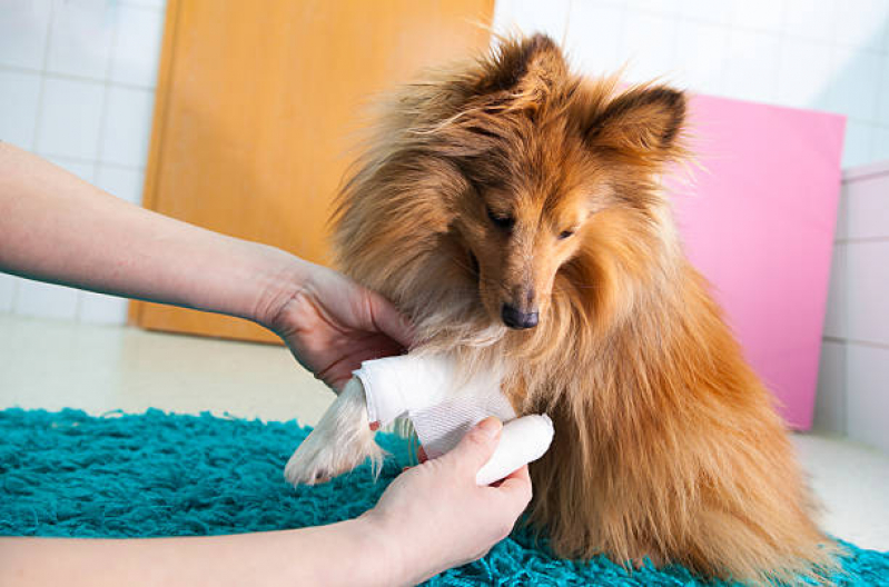 Endereço de Clínica Veterinária para Cachorro Itaim Bibi - Clínica Veterinária Especializada em Cardiologia