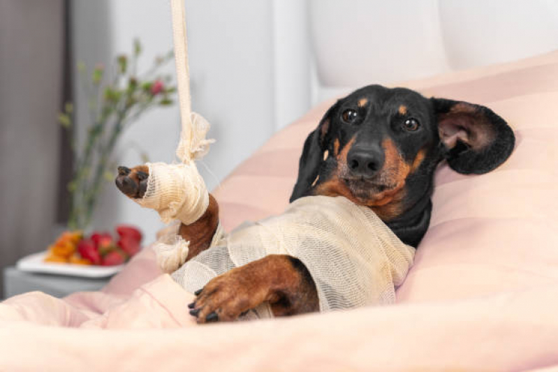 Endereço de Clínica Veterinária para Cães Idosos Granja Julieta - Clínica Veterinária para Cachorro
