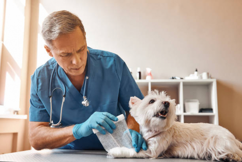 Endereço de Clínica Veterinária para Gato Morumbi - Clínica Veterinária para Cães Idosos