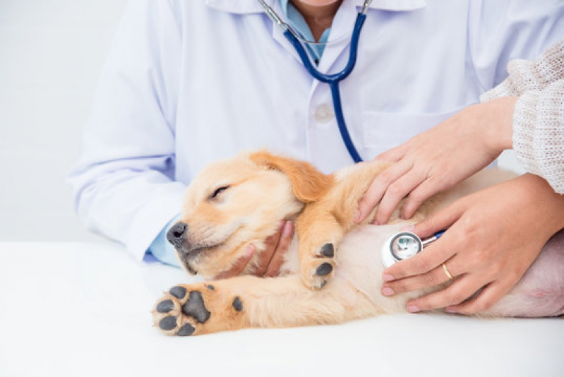 Endereço de Dermatologista para Cachorros Ipiranga - Dermatologista para Pet