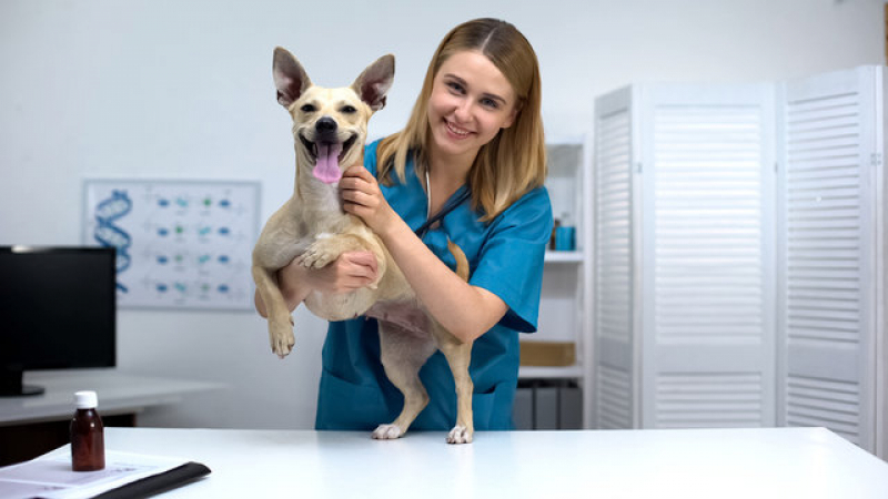 Endereço de Dermatologista para Cães e Gatos Campo Belo - Dermatologista para Pet