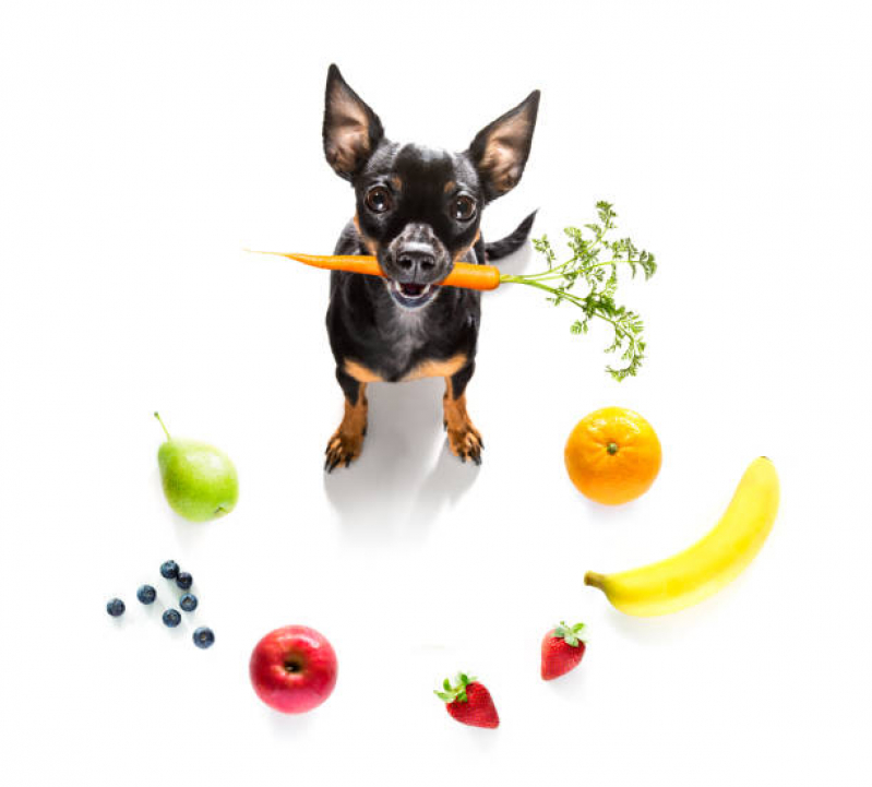 Nutricionista Cachorro Morumbi - Nutricionista de Cachorro