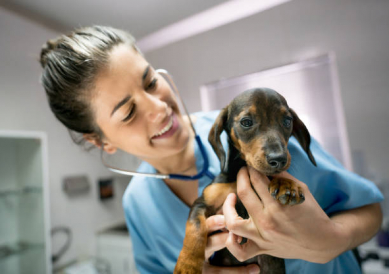 Telefone de Clínica Veterinária Especializada em Cardiologia Sacomã - Clínica Veterinária para Cachorro