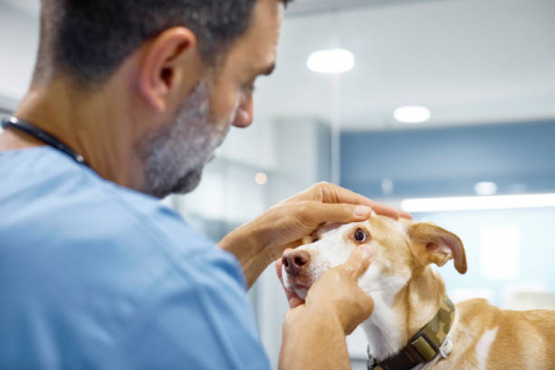 Telefone de Clínica Veterinária Oftalmológica Socorro - Clínica Veterinária para Cachorro