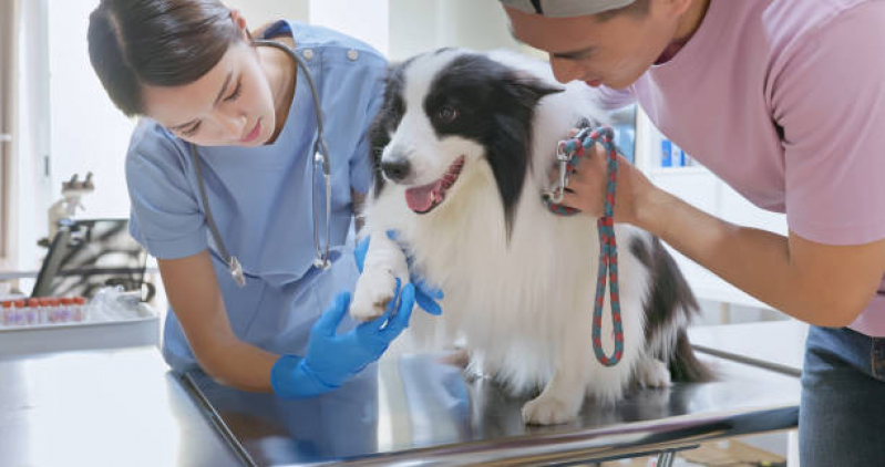 Telefone de Clínica Veterinária para Cães Morumbi - Clínica Veterinária para Cães