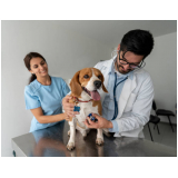 cardiologista cachorro contato Vila Cordeiro
