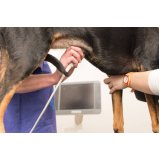 cardiologista para animais domestico contato Ibirapuera