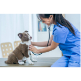 cardiologista para cachorro contato Heliópolis