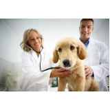cardiologista para cães de médio porte contato Cerqueira César