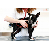 cardiologista para cães de médio porte Saúde