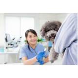 cardiologista para cães e gatos clínica Água Funda