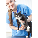 cardiologista para gato Morumbi