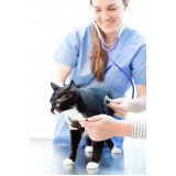 cardiologista para gatos  Fazenda Morumbi